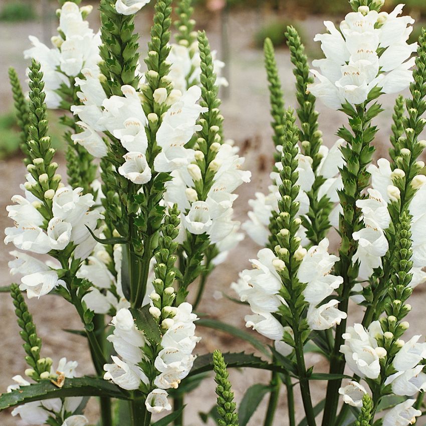 Drejeblomst 'Crown of Snow'