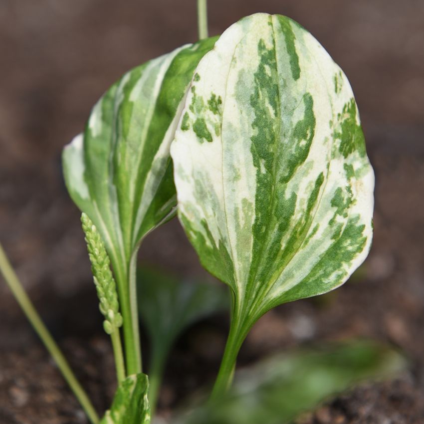 Glat Vejbred 'Variegata'