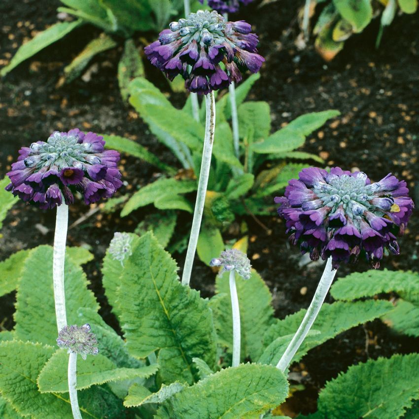 Primula 'Salvana'