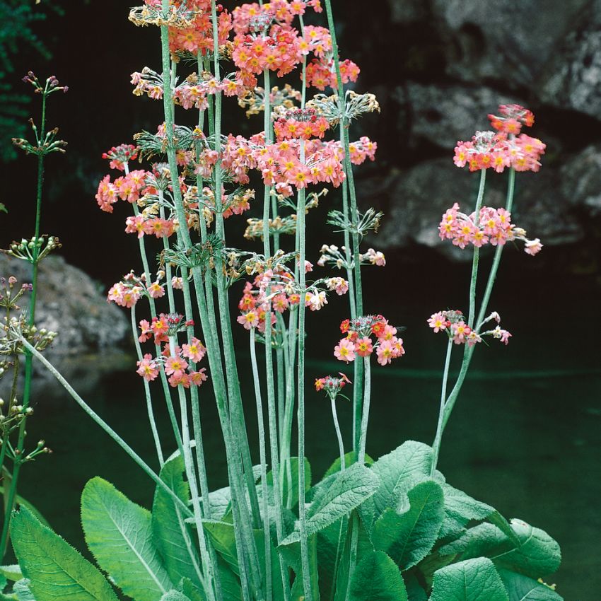 Farverig etageprimula