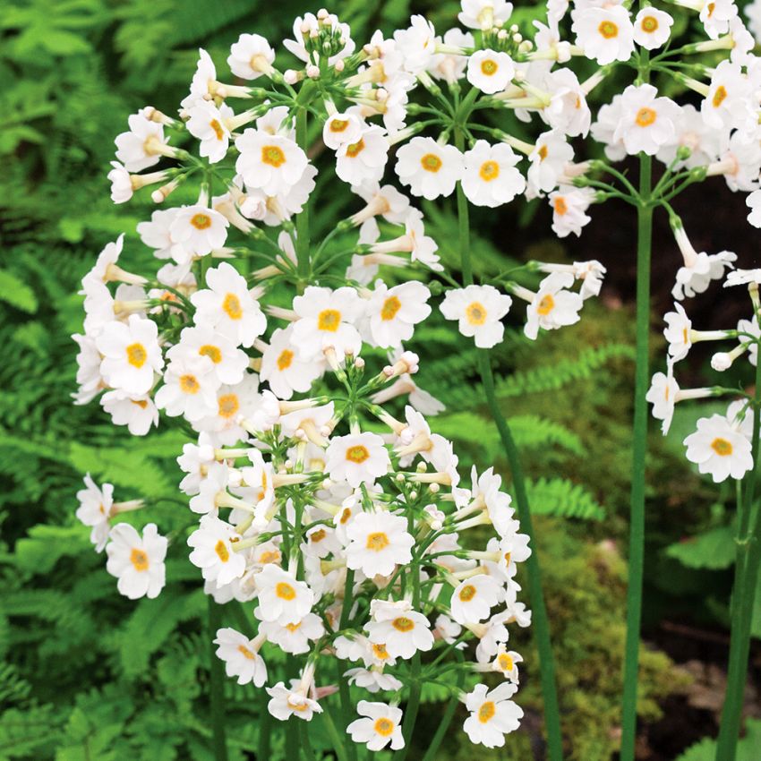 Etageprimula 'Postford's White'