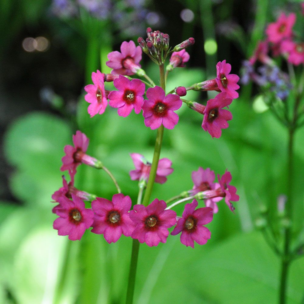 Etageprimula