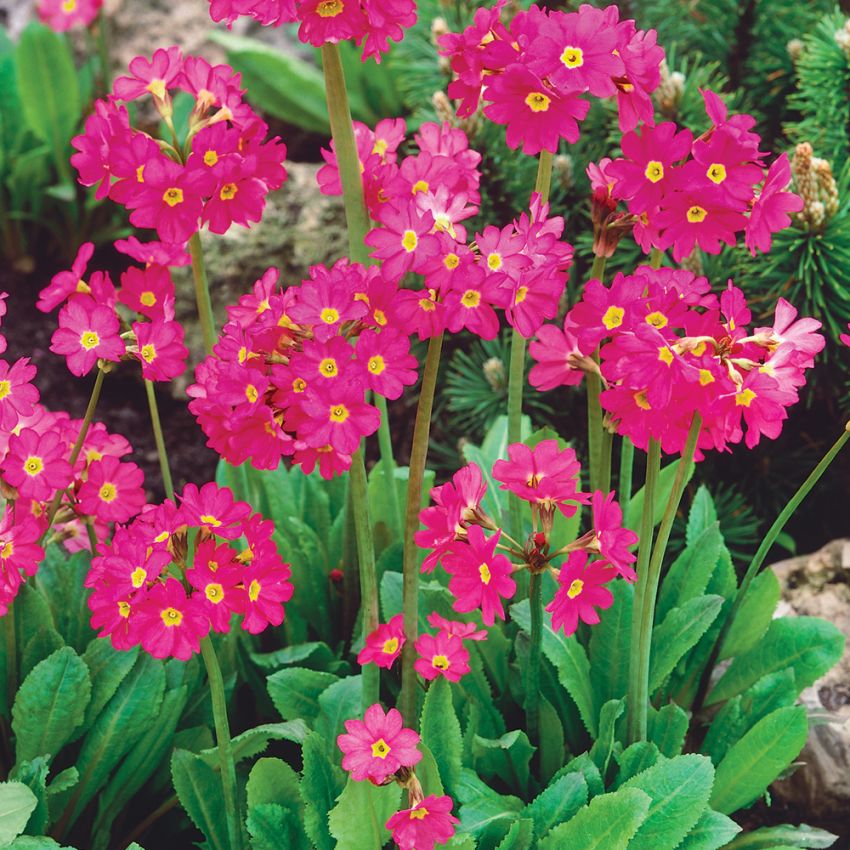 Rosenprimula 'Gigas'