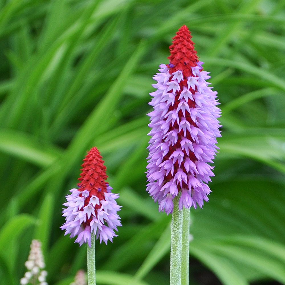 Orkideprimula 'Orchid Primrose'