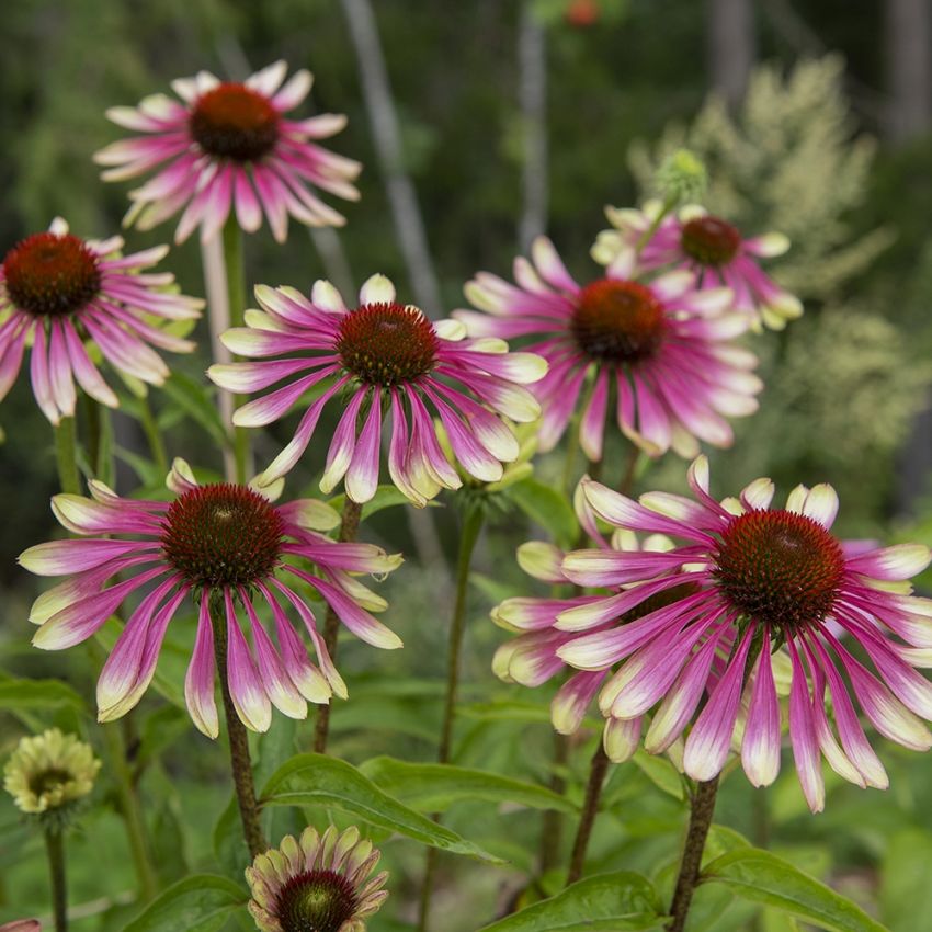 Purpursolhat 'Green Twister'