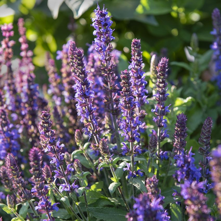 Staudesalvie 'Merleau Blue'