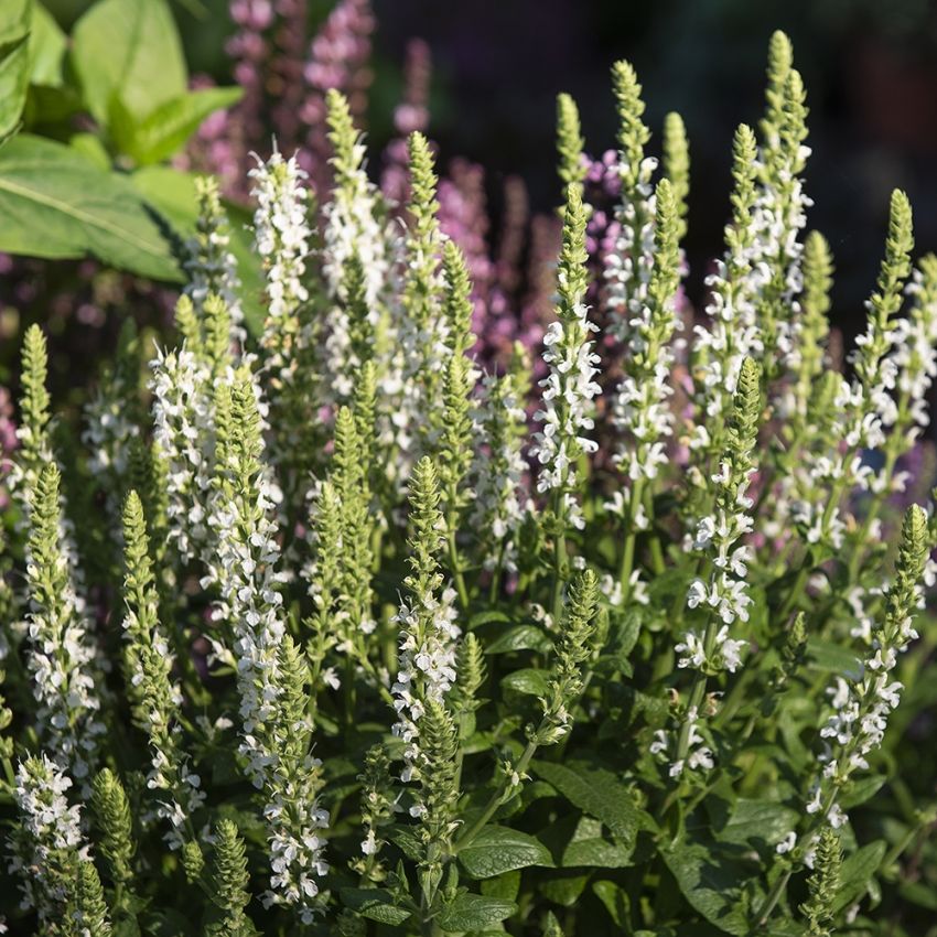 Staudesalvie 'Merleau White'