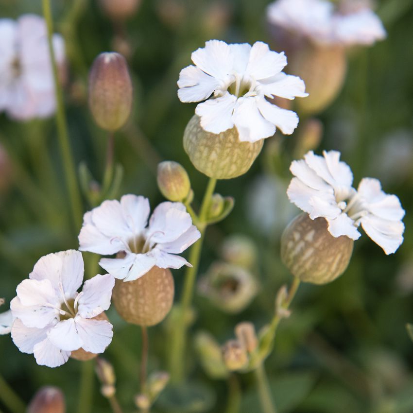 Strand-limurt 'Compacta'