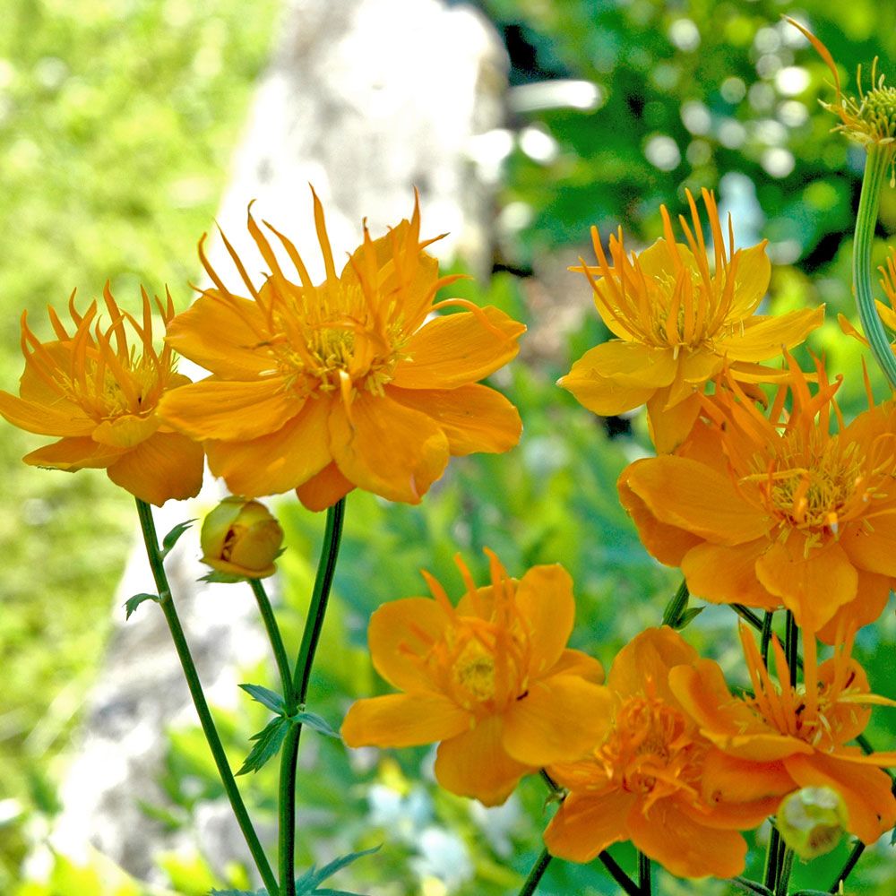 Kinesisk Engblomme 'Golden Queen'