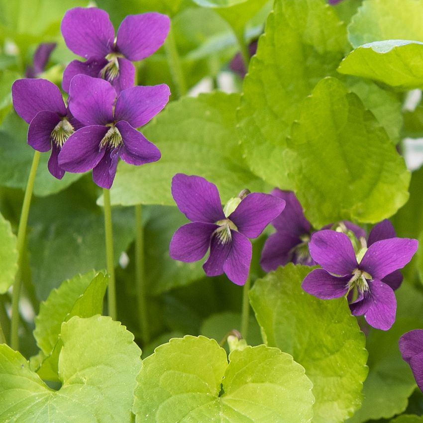 Pinseviol 'Rubra'