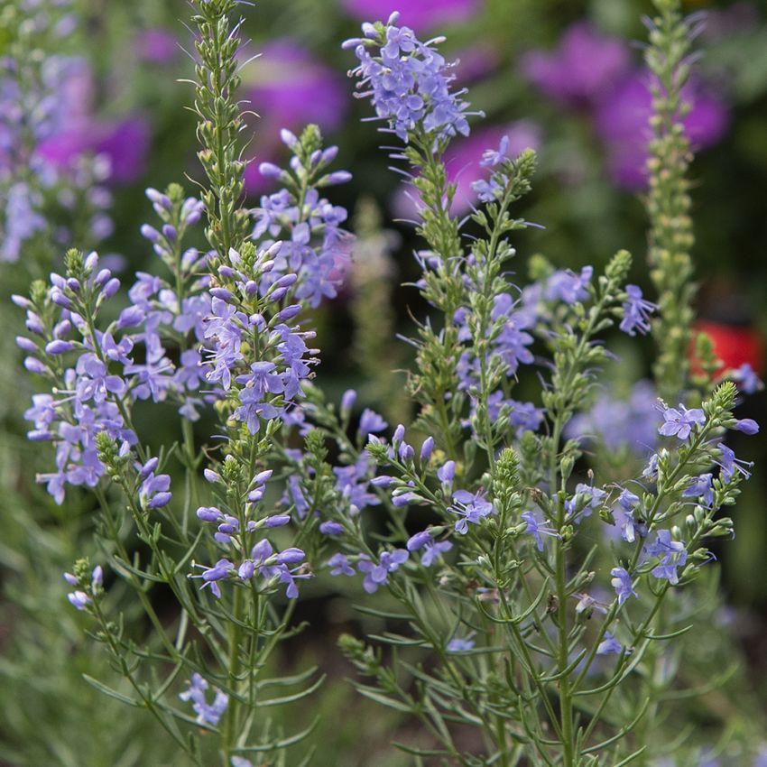 Fjer Ærenpris 'Blue Feathers'