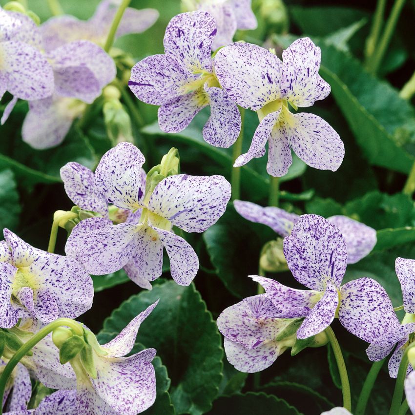 Pinseviol 'Freckles'