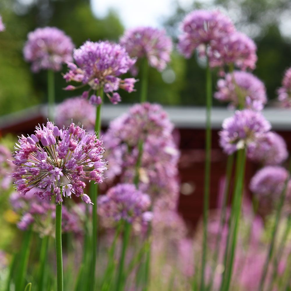 Prydløg Allium F1 'Quattro'