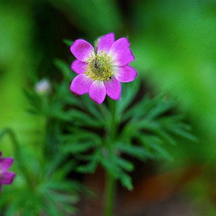 Anemone Multifida 'Annabella Rubra'