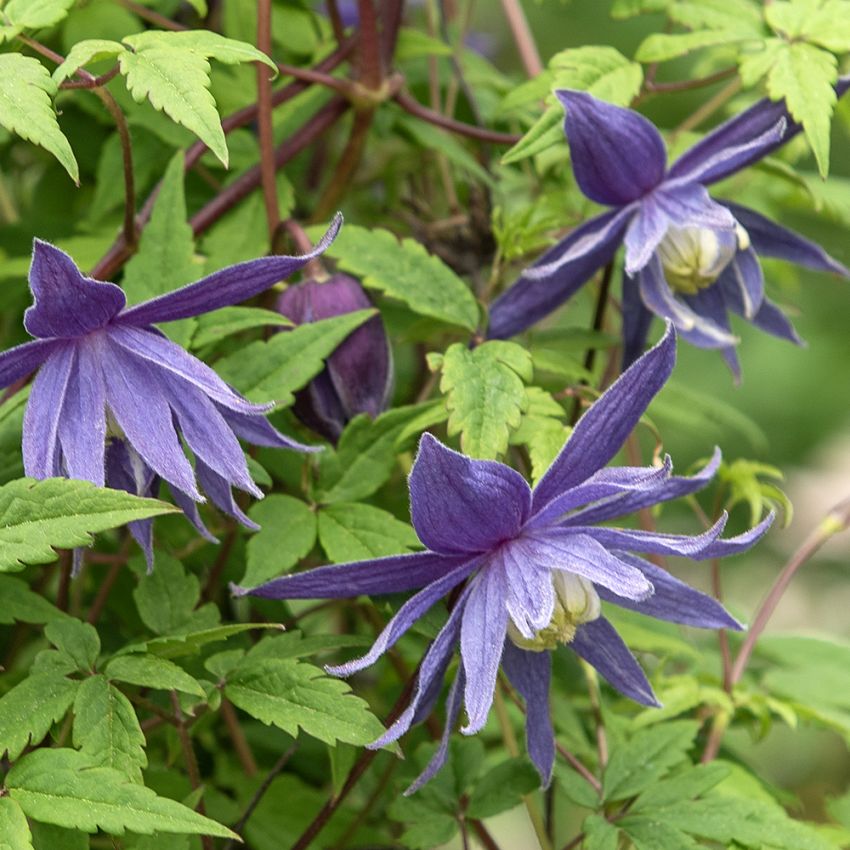 Klematis 'Large Hybrids'