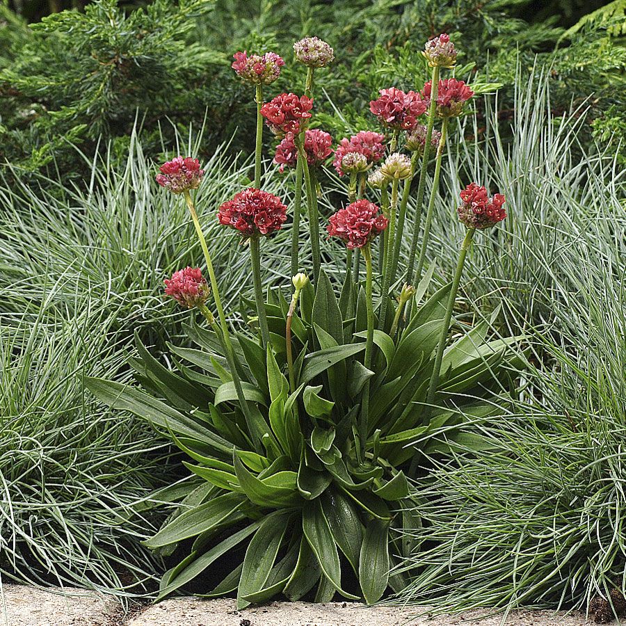 Engelskgræs 'Ballerina Red'