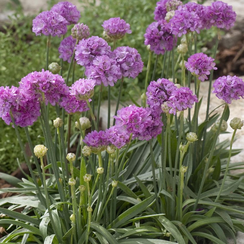 Bredbladet Engelskgræs 'Ballerina Lilac'