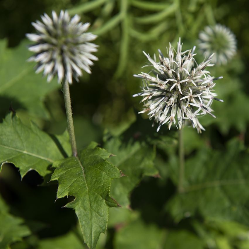 Tidselkugle 'Star Frost'