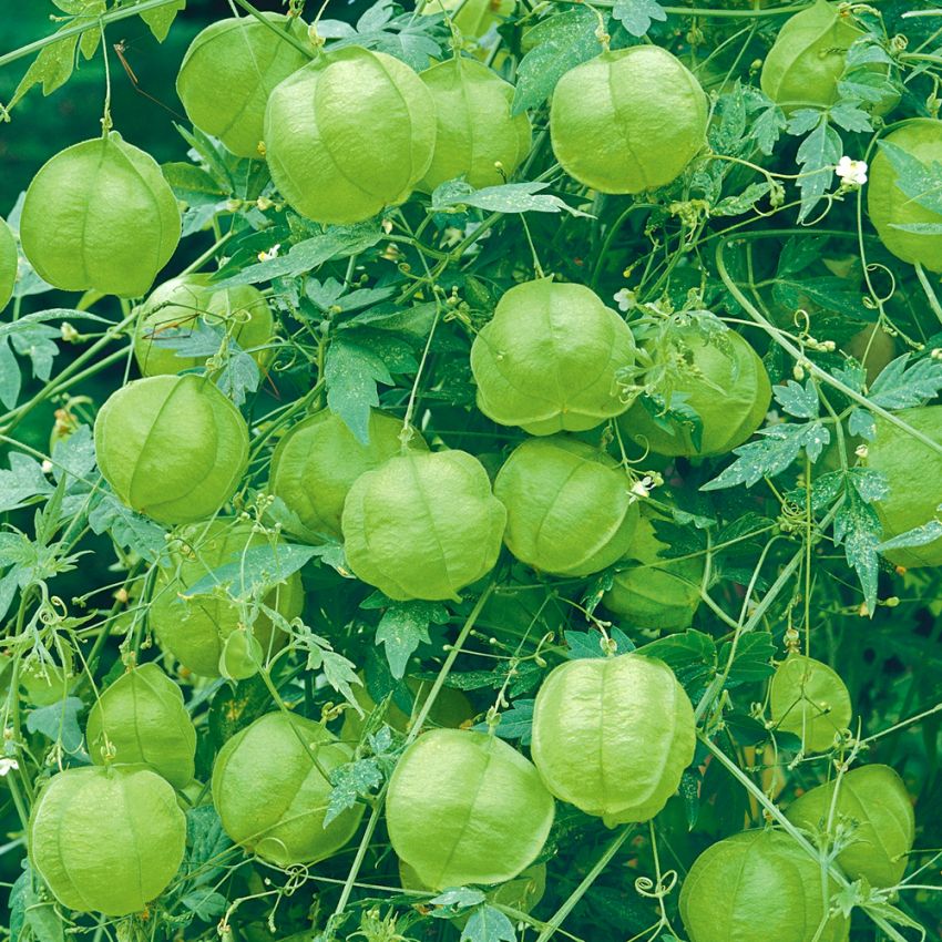 Ballonvin i gruppen Frø / Etårige blomster hos Impecta Fröhandel (77)