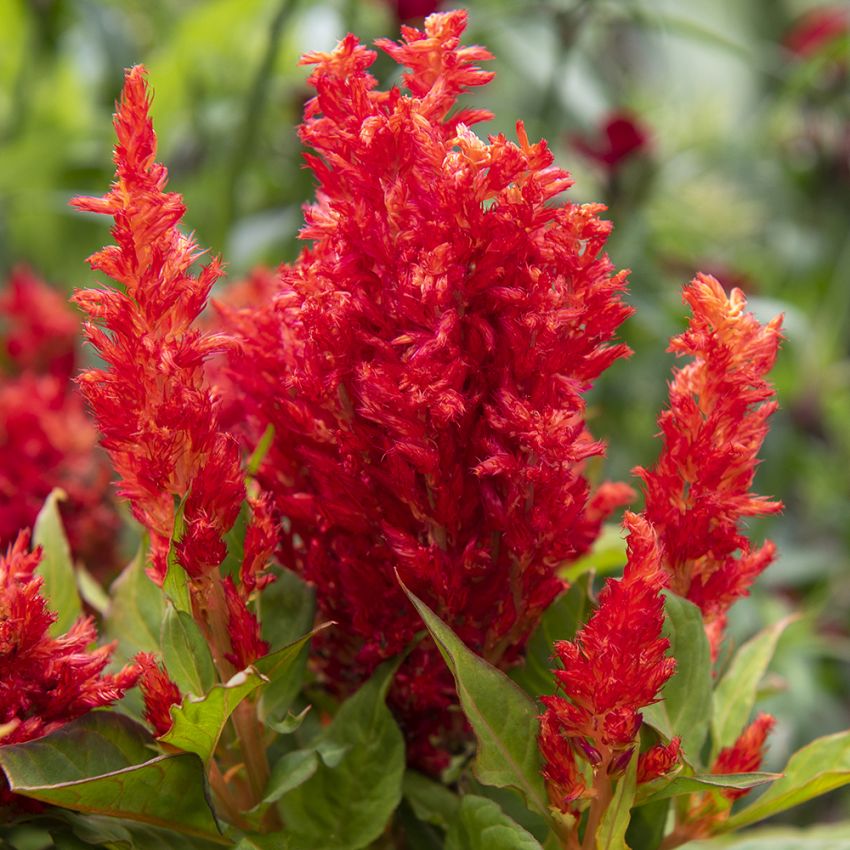 Fjerbusk 'Arrabona Red'