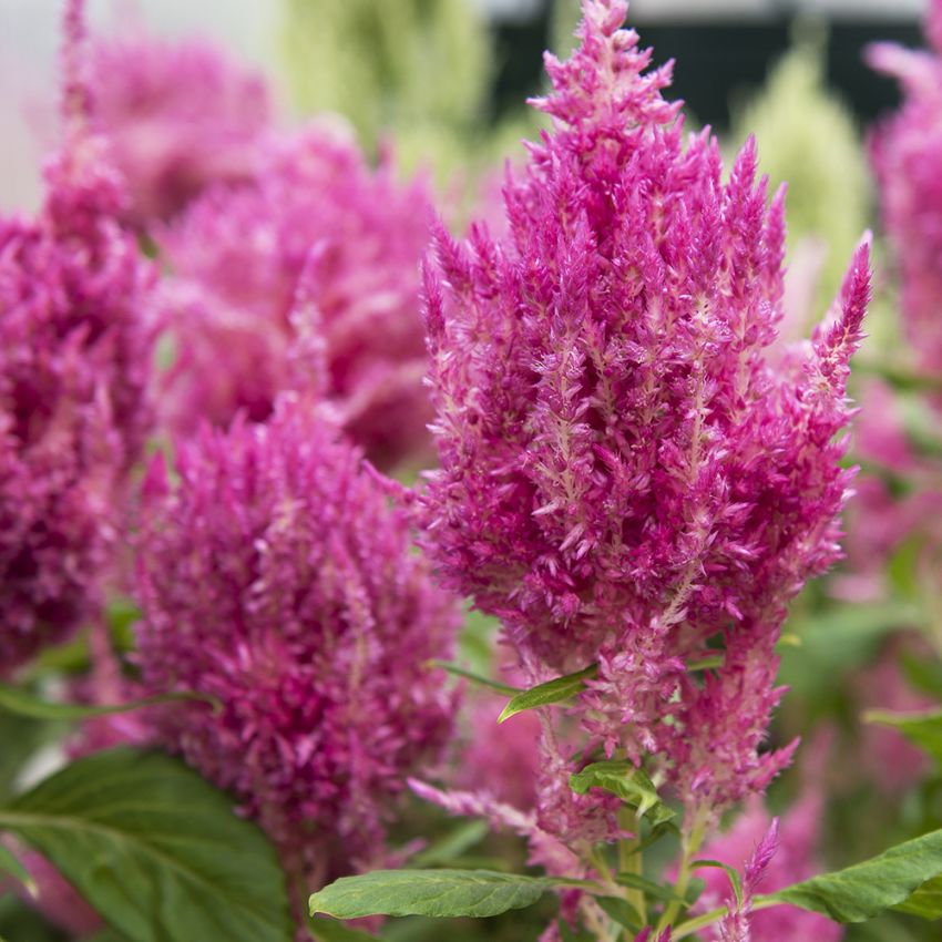 Fjerbusk 'Sunday Bright Pink'