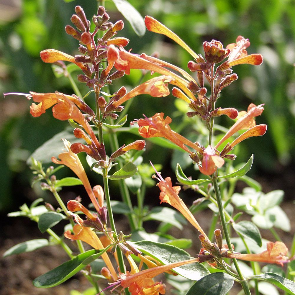 Orange Indianermynte 'Apricot Sprite'