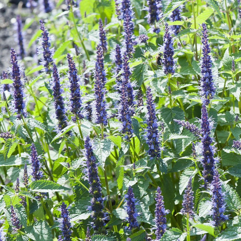 Anisisop 'Astello Indigo'