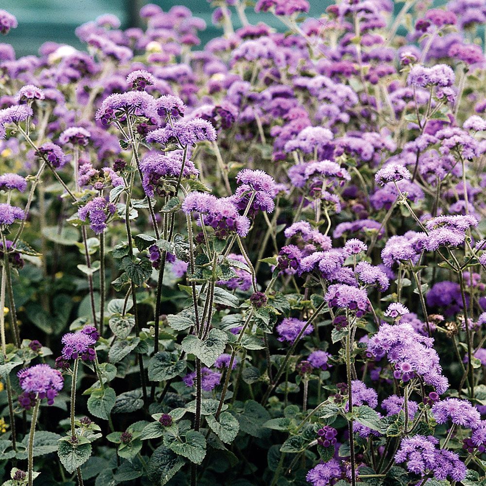 Blåkvast 'Dondo Blue'