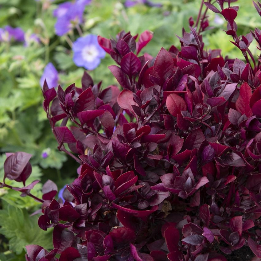 Stort Papegøjeblad 'Purple Prince'