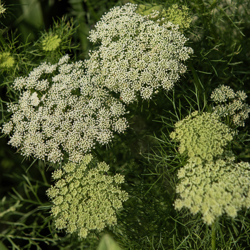 Tandstikkerurt 'Green Mist' i gruppen Frø / Etårige blomster hos Impecta Fröhandel (80701)