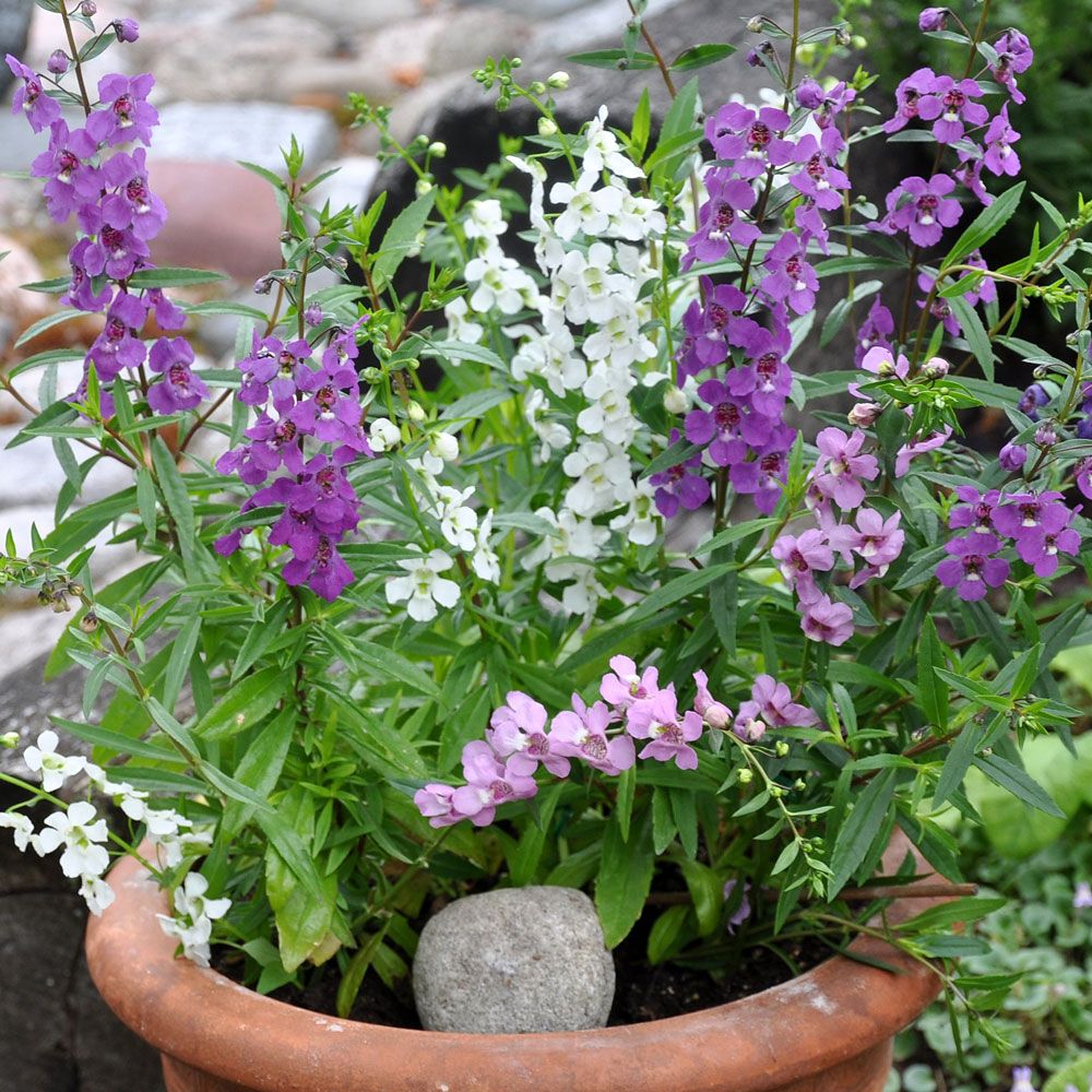 Angelonia F1 'Serena'