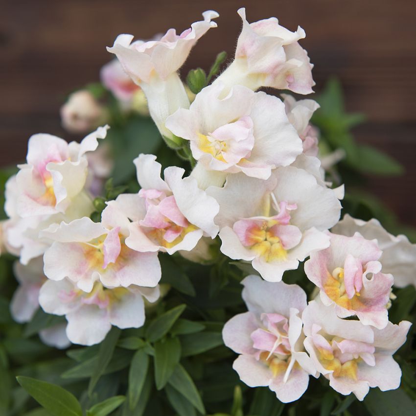 Løvemund F1 'Twinny Appleblossom'