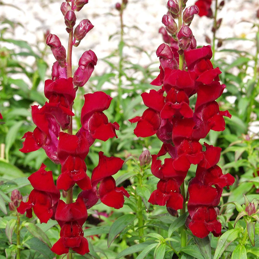 Løvemund F1 'Rocket Red' i gruppen Frø / Etårige blomster hos Impecta Fröhandel (80961)