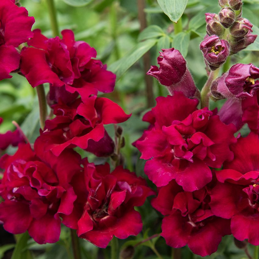 Løvemund F1 'Madame Butterfly Red'