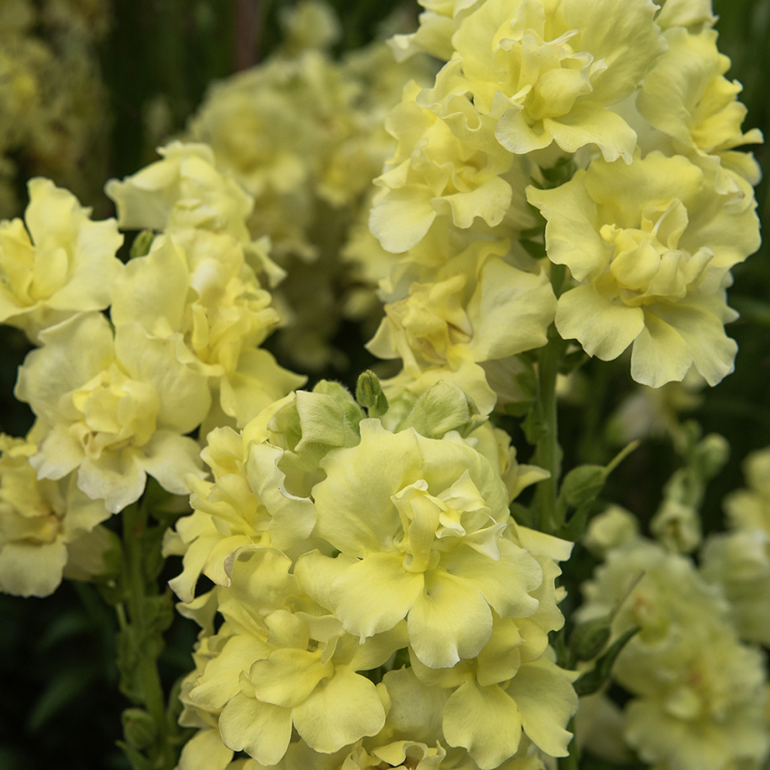 Løvemund F1 'Madame Butterfly Yellow'