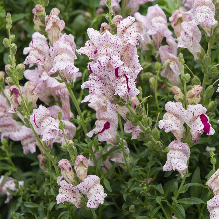 Løvemund F1 'Purple Twist'