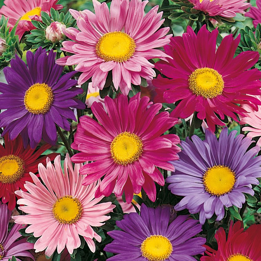 Sommerasters 'Rainbow'