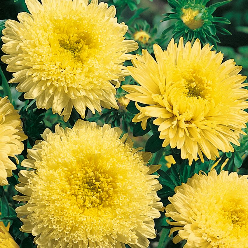 Sommerasters 'Princess Yellow'