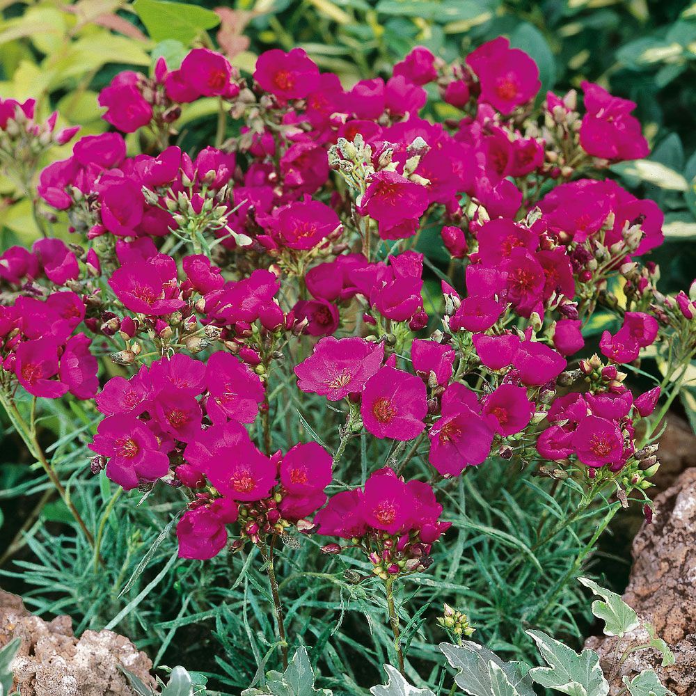 Silke-skærmblomst 'Ruby Tuesday' i gruppen Frø / Etårige blomster hos Impecta Fröhandel (8189)