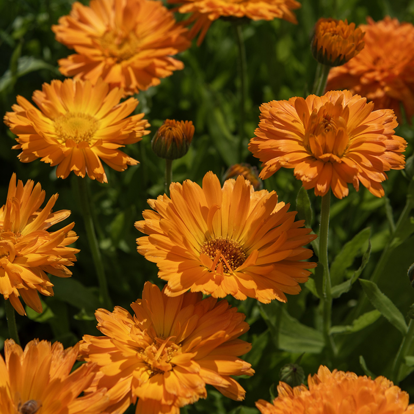 Morgenfrue 'Ball's Orange' i gruppen Frø / Etårige blomster hos Impecta Fröhandel (81902)