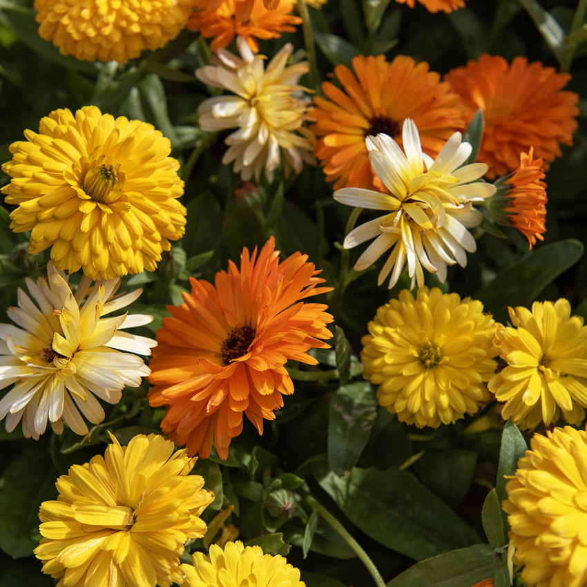 Morgenfrue 'Fiesta Gitana' i gruppen Frø / Etårige blomster hos Impecta Fröhandel (8194)