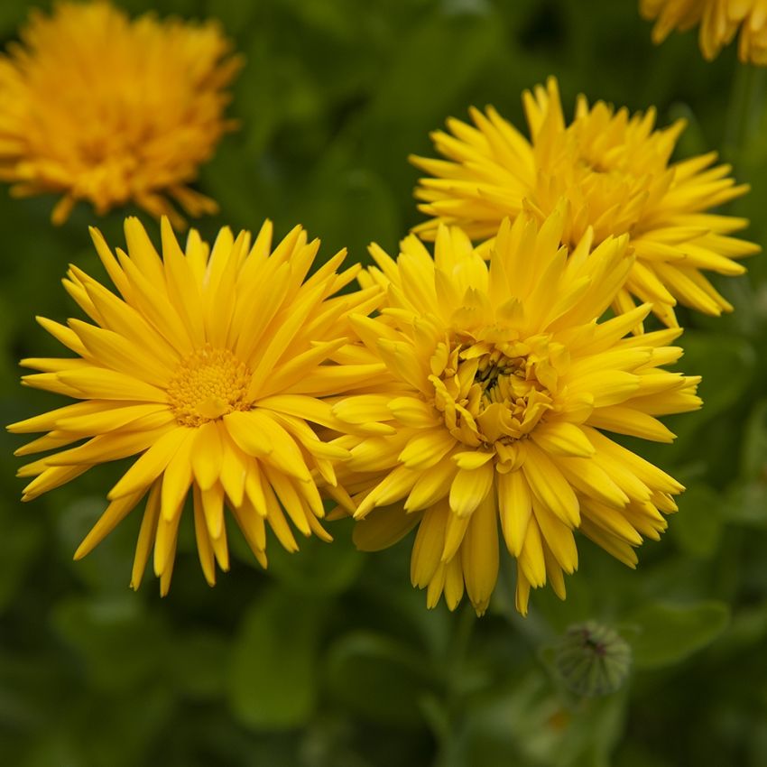 Morgenfrue 'Porcupine Yellow'