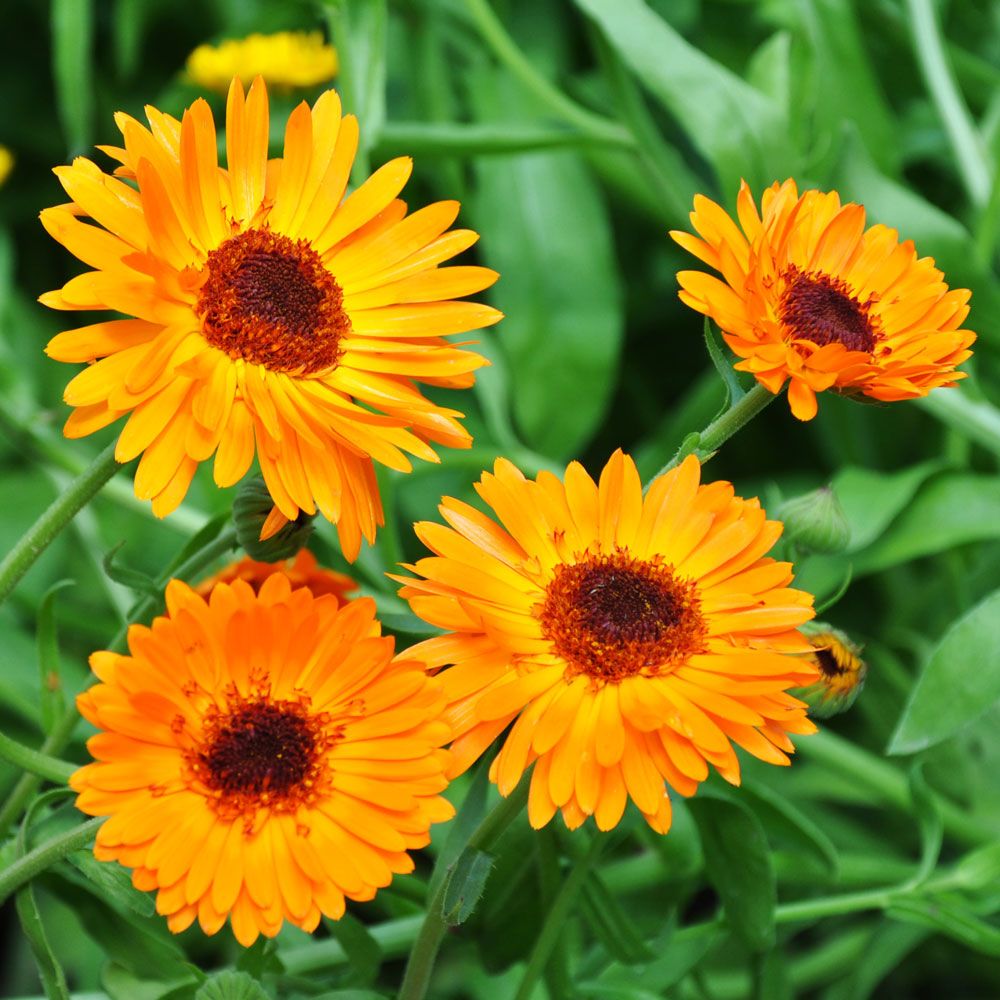 Morgenfrue 'Black-Centered Orange Princess'