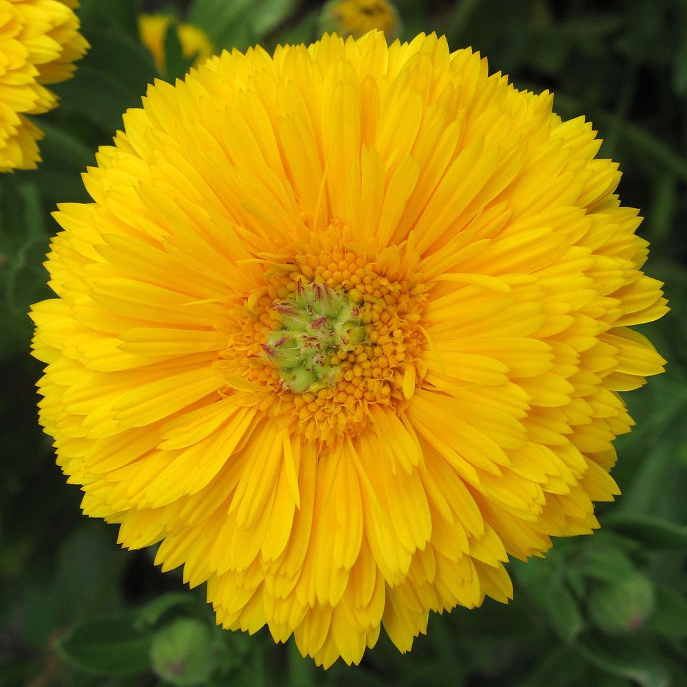 Morgenfrue 'Greenheart Yellow'