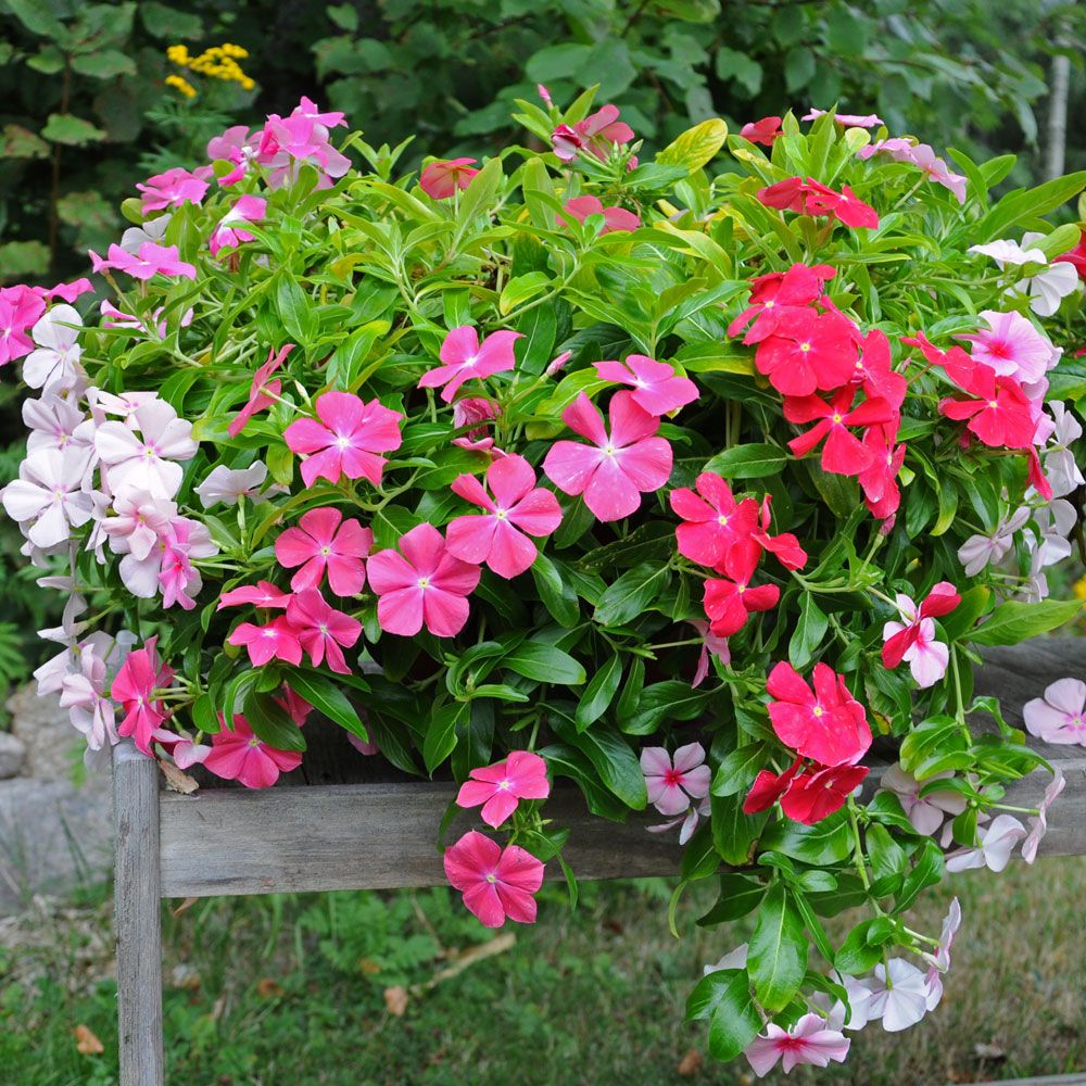 Catharanthus 'Mediterranean Mix XP'