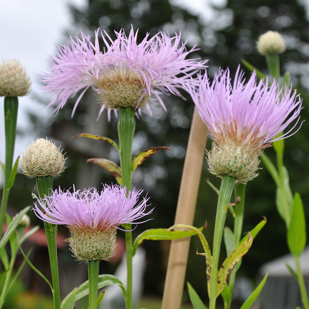 Amerikansk Kornblomst 'Rosy Lilac'