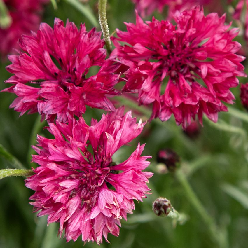 Kornblomst 'Red Boy'