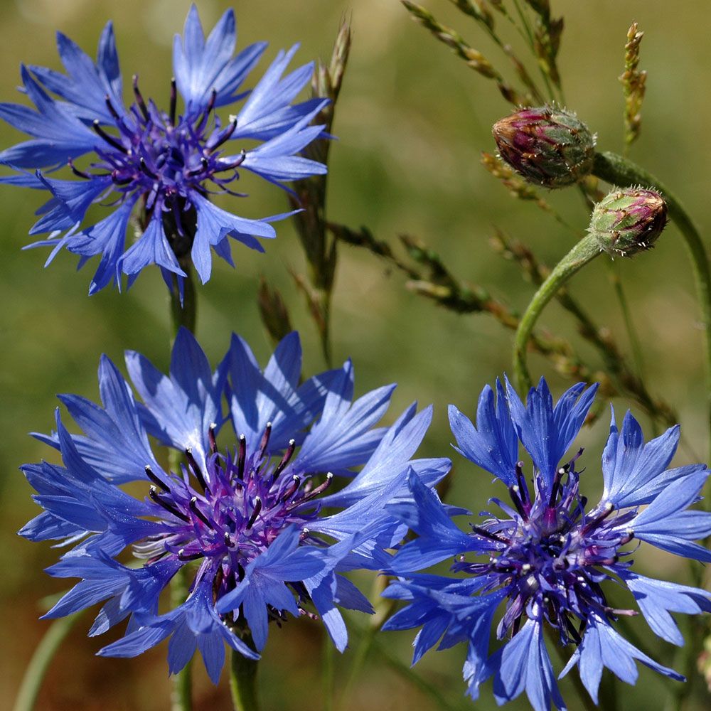 Gammeldags Kornblomst