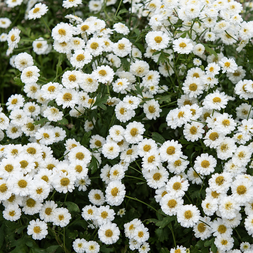 Matrem 'Tetra White Wonder' i gruppen Frø / Etårige blomster hos Impecta Fröhandel (8258)