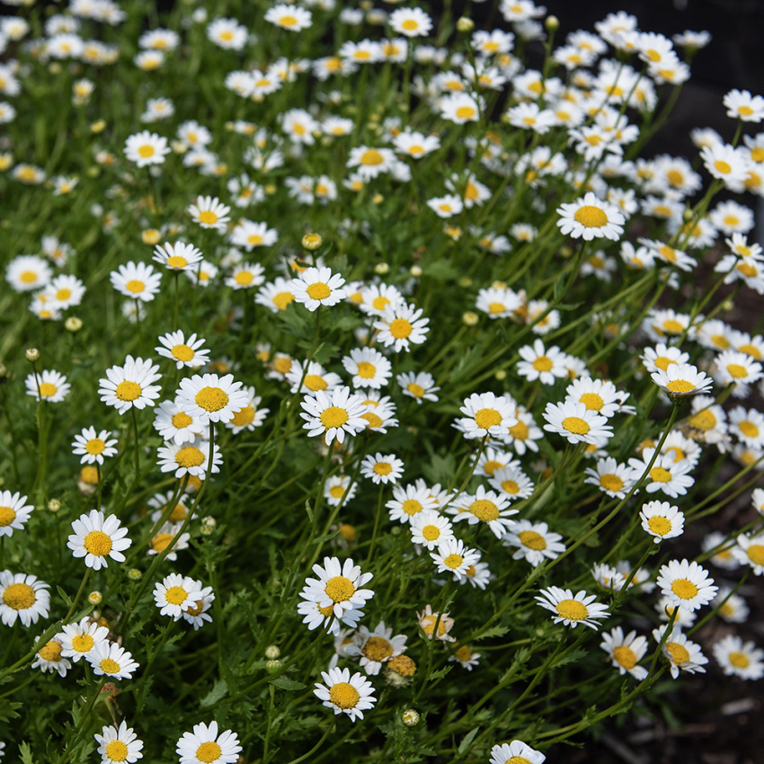 Sommer-Marguerit